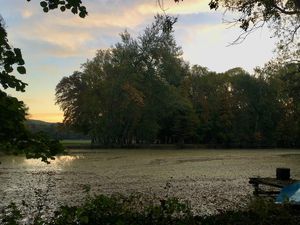 Petit jogging avec les biches à l'aube, dans le parc de notre chambre d'hôte