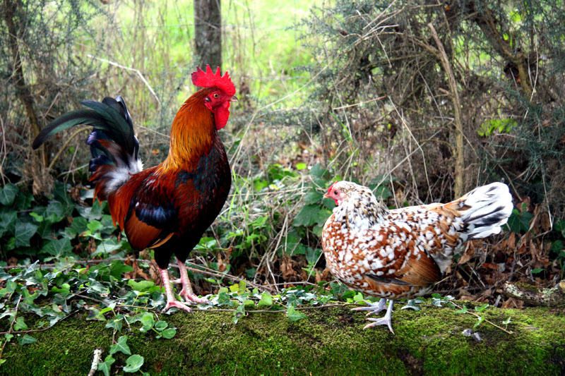 Monde Animal - Photos Thierry Weber Photographe La Baule Guérande