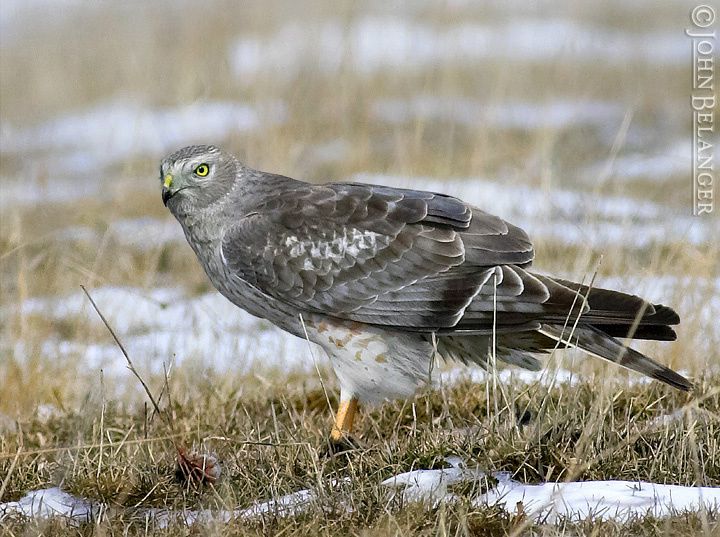 Album - oiseaux-de-proie