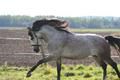 Le blog de Béatrice Equitation et Equilibre