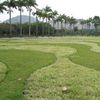 Fan de Burle Marx