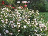 Le concours de roses de Le Roeulx 1/3: la roseraie
