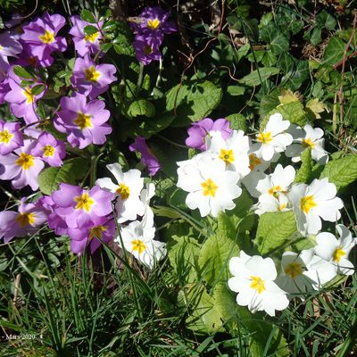  Primula vulgaris