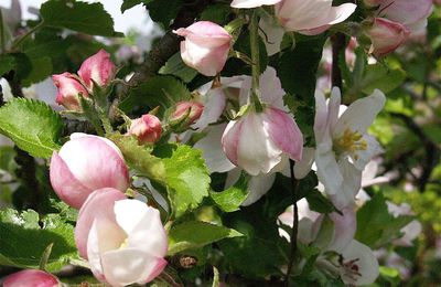 Fleurs de Pommier en Meuse