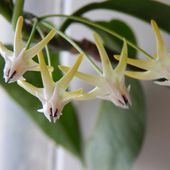 Hoya multiflora - Le blog de JANI