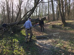 Par étapes successives, les branches ont été dégagées, puis les troncs. La technique de la corde pour tirer les gros rondins a été appliquée par les costauds. On voit sur le tronc sectionné au premier plan, que le coeur était malade. Sur la 3° photo, à l'arrière plan, un autre chêne, tombé l'année dernière, enjambe la rigole.