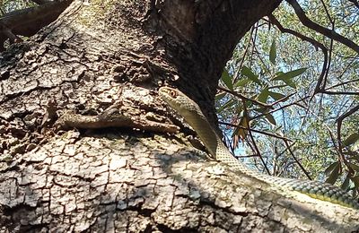 Couleuvre arboricole