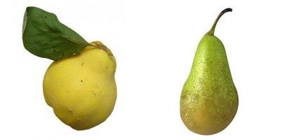 compote coing / poire