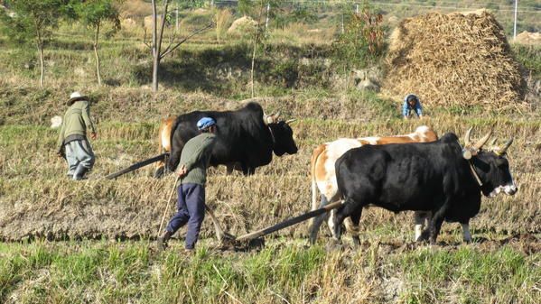 Album - 08Bhutan