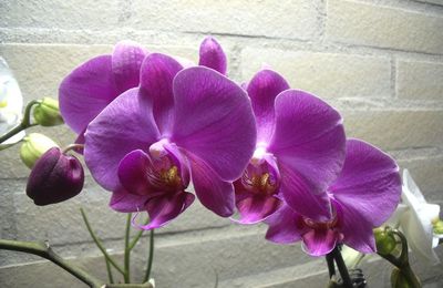 Phalaenopsis Hybride Violet