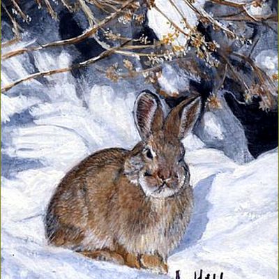 lapins, lièvres en peinture et illustrations -   LaVerne Hill