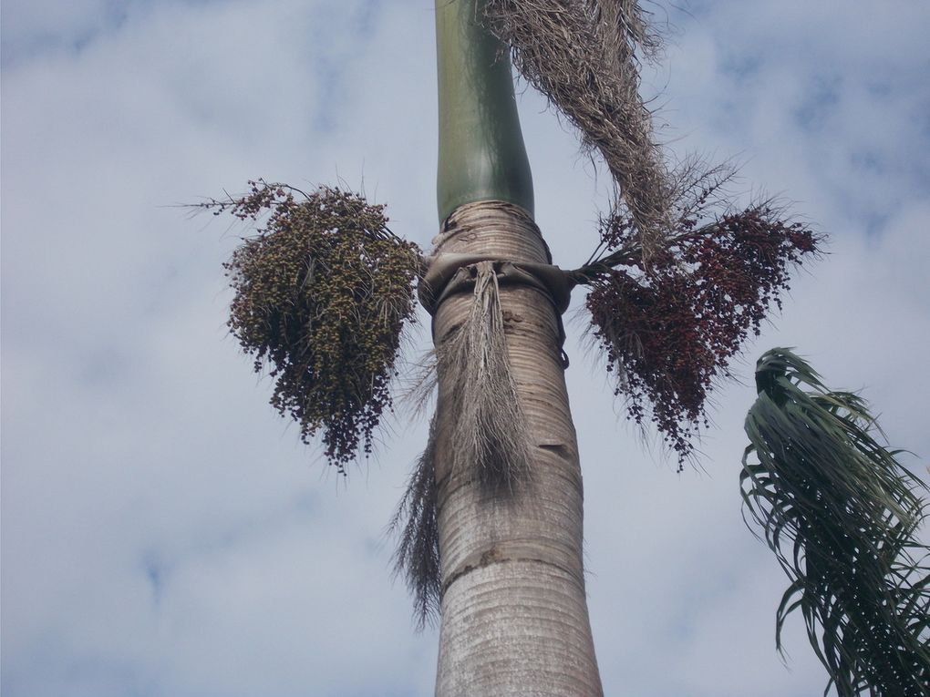 la parc naturel Alejandro Humbolt, le guide doit m envoyer le nom des plantes....baignade au retour a Maguana, les 2 petites baies rouges sont utilisees pour les maracas, l oiseau avec du rouge est le tocororo, oiseau embleme nationale, quand les enfants n avaient pas de cahier ils ecrivaient avec la pointe fournie par un cocotier sur les feuilles vertes les revolutionnaires aussi,  la grenouille est la plus petite du monde, on a pas vu de lamantin dans la baie ou ils se trouvent