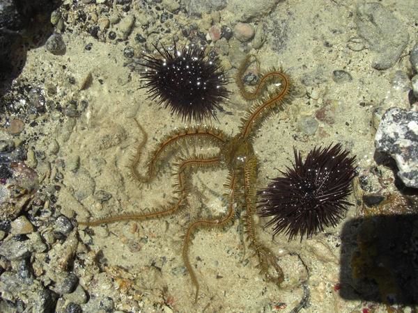 Album - Echinodermes