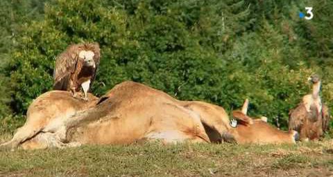 LES ANIMAUX SAUVAGES SONT PARMI NOUS