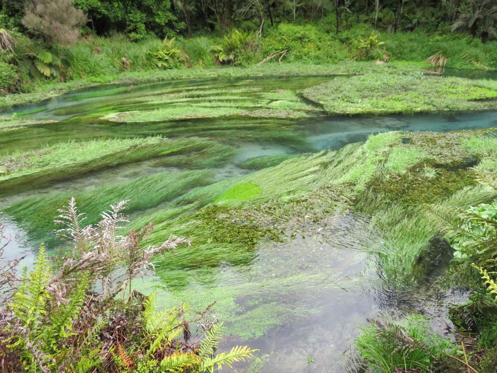 Mt Maunganui, blue springs