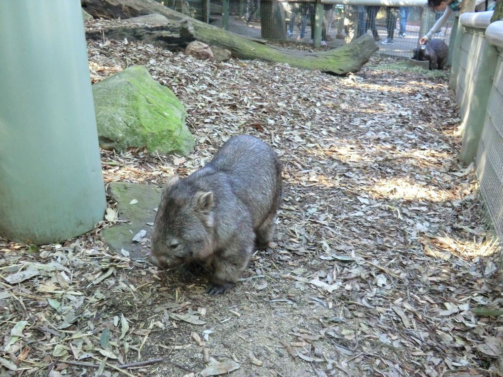 Am 11.09 gings einen Tag in die Blue Mountains westlich von Sydney