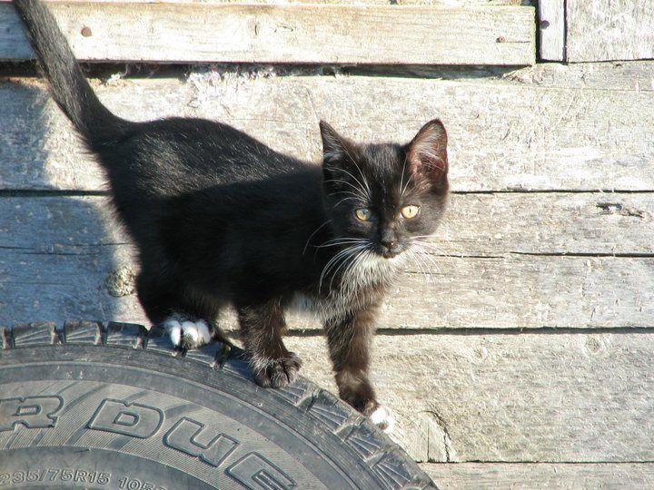 Album - a.Mes-chats-sauvages