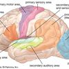 Une cartographie du cerveau