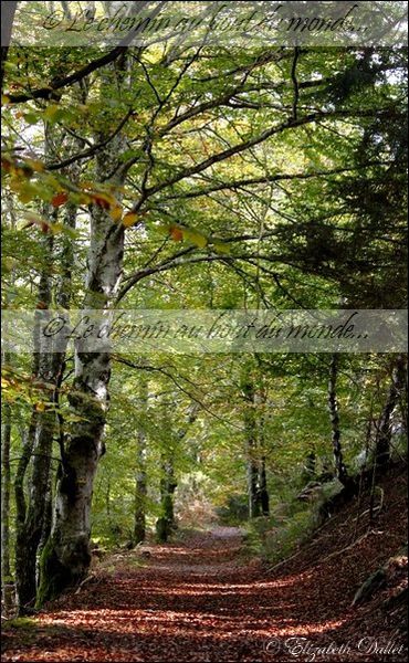 Sentier de feuilles