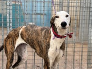 lévrier galga de 3ans bringée et blanche a l'adoption association sos chiens galgos