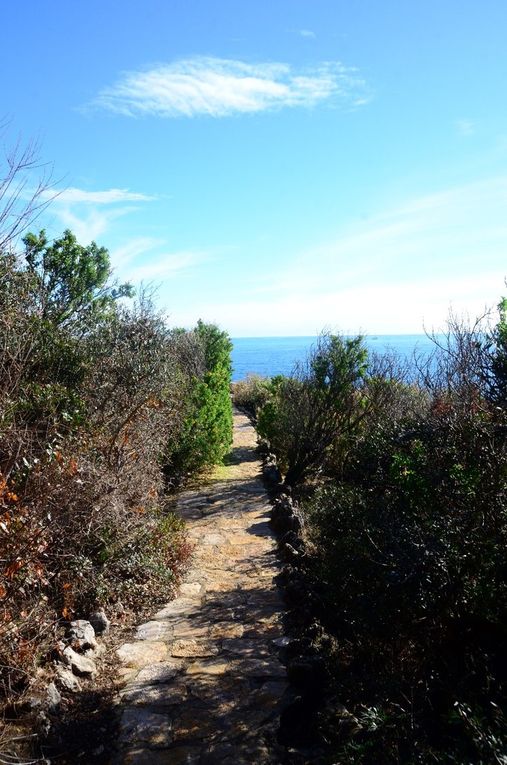 LES GRIFFES DE SORCIERES DU CAP D’ANTIBES