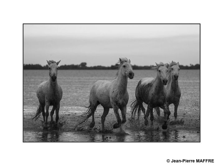 Présent depuis l'Antiquité, le cheval de Camargue est un petit cheval de selle qui vit en semi-liberté dans les marais reconnaissable à sa robe grise.