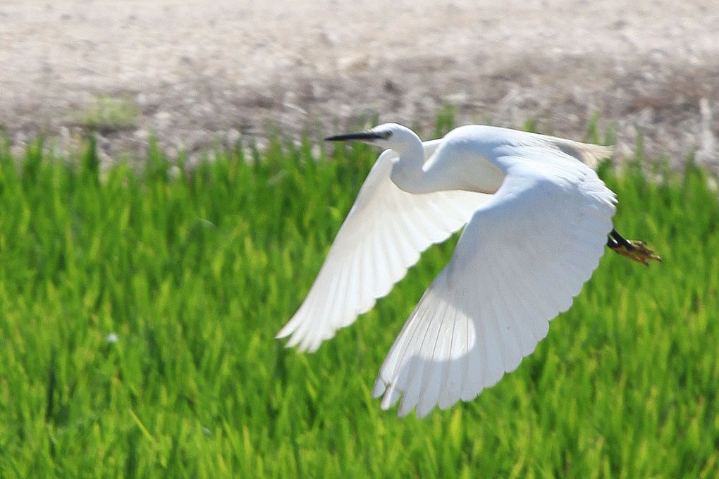 Photos prises dans le parc naturel du Delta de l'Ebre en Espagne