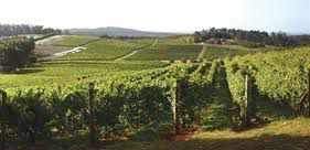 #Pinot Gris Producers             Tasmania Island