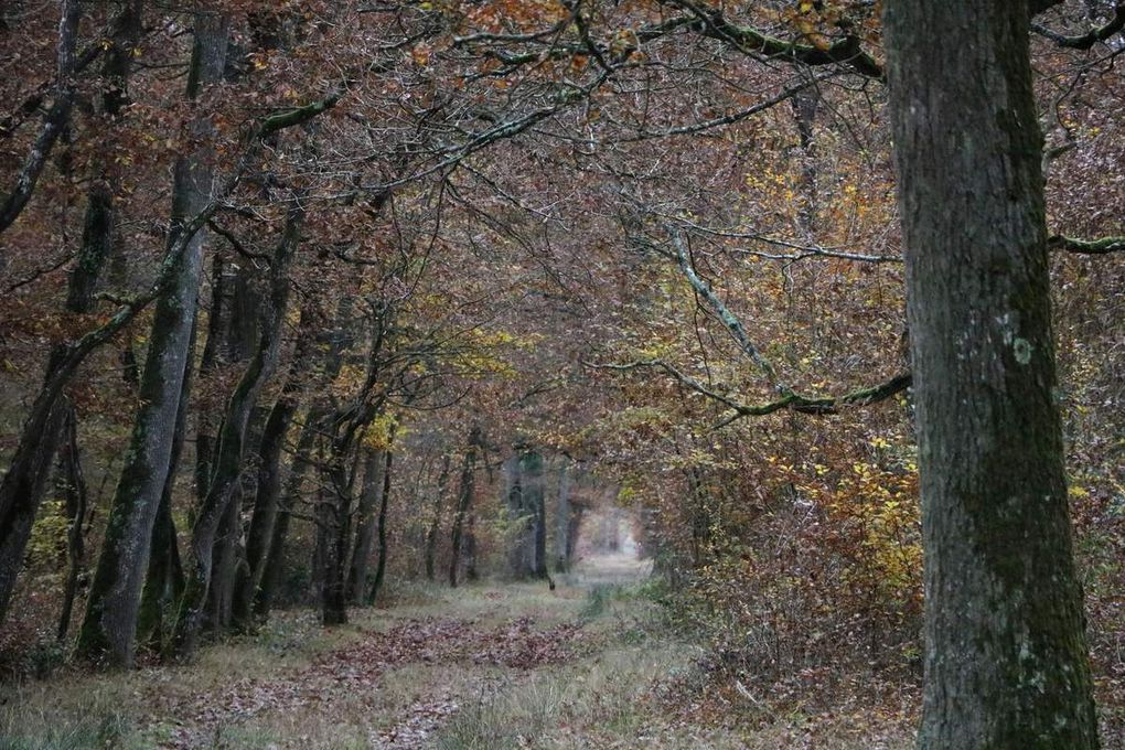 Chasseuse d' images.