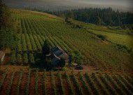 #Sangiovese Producers Sierra Foothills Vineyards California P2