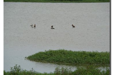 Marais d'Orx ( deuxième partie )