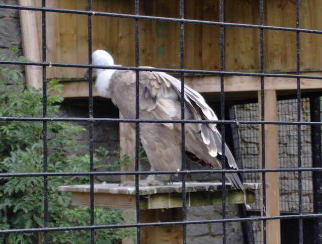 Album - zoo-maubeuge