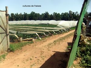 nous retrouvons la mer à KENITRA bien connue pour sa production de fraises   région d agriculture tres développée :tracteurs, chevaux,etc ...,e