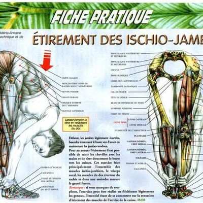 Etirements des muscles ischio-jambiers-fiche pratique