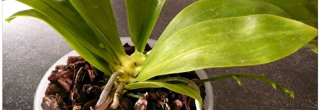 ORCHIDARIUM de PRANGINS