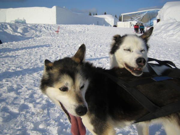 Visite de l'Ice hotel, chiens de traineau, moto neige....