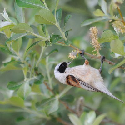 Rémiz penduline à Villalpando (25 mai 2012)