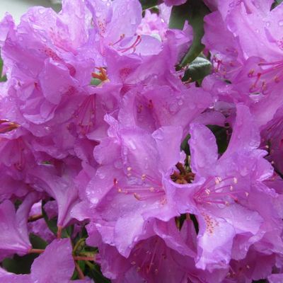 LE RHODODENDRON