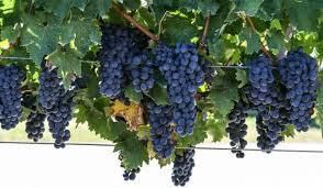 #Cabernet Franc Producers Chilie Vineyards