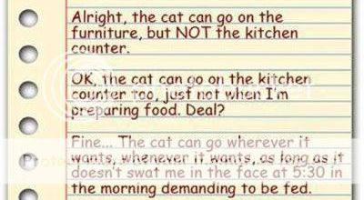 Rules for the cat