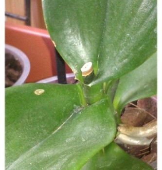 Phalaenopsis n°3