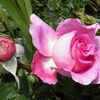 Les Roses De Mon Jardin