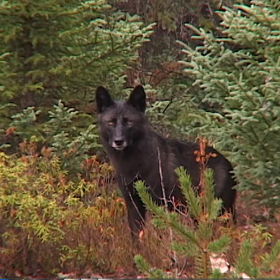 Au pays du loup (4)