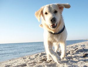 La plage avec son chien !