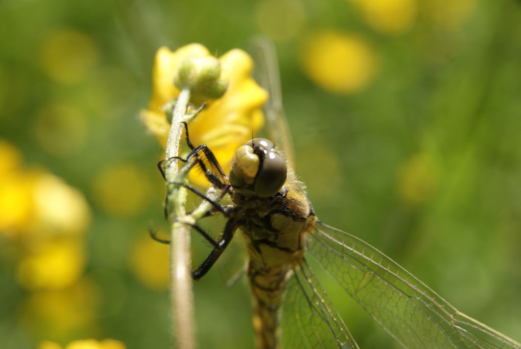 Quelques unes de mes photos en macro