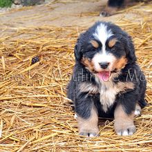 Vidéo chiots 