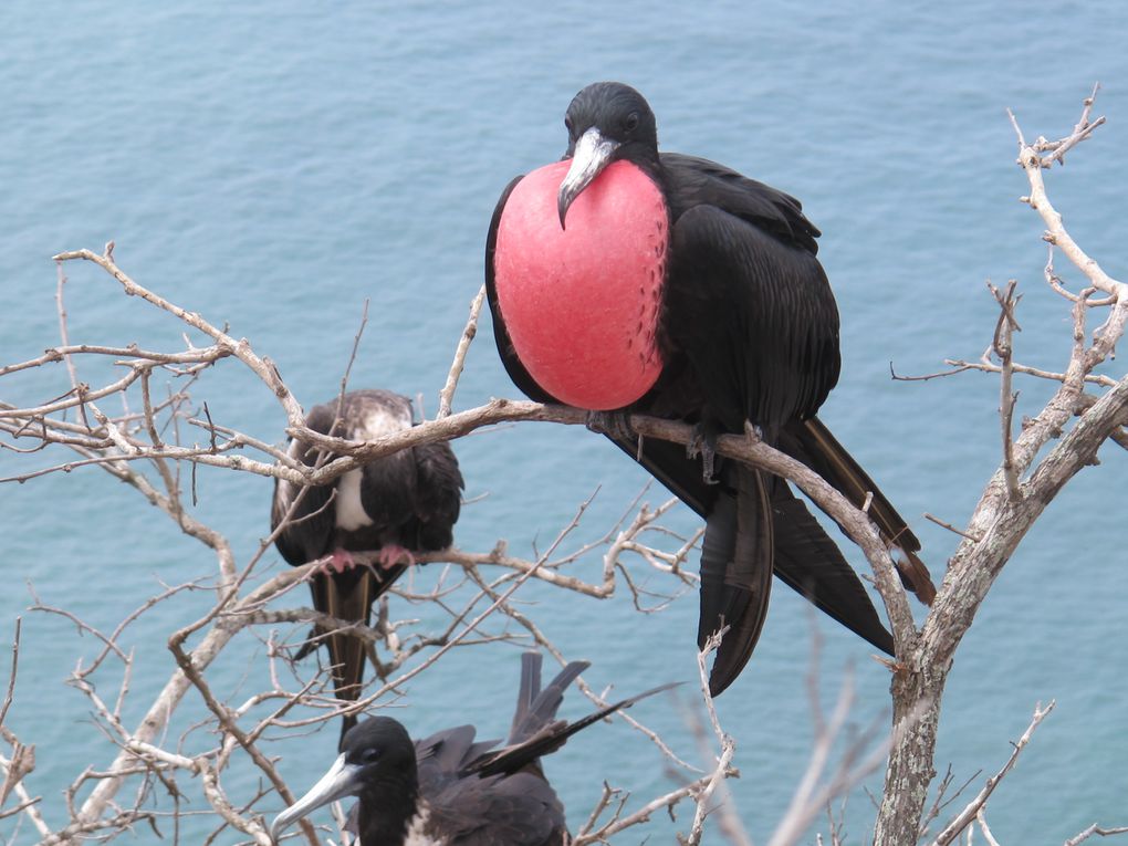 ALBUM - EQUATEUR-GALAPAGOS