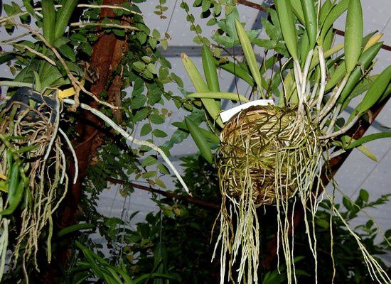 L'Amazone, situé à Nalinnes (Belgique)
Monsieur et Madame Schmidt vous reçoivent dans le monde magique des orchidées hybrides ou botaniques 
leur site :
www.amazoneorchidees.be