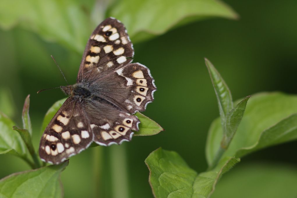 Album - papillons au parc des beaumonts