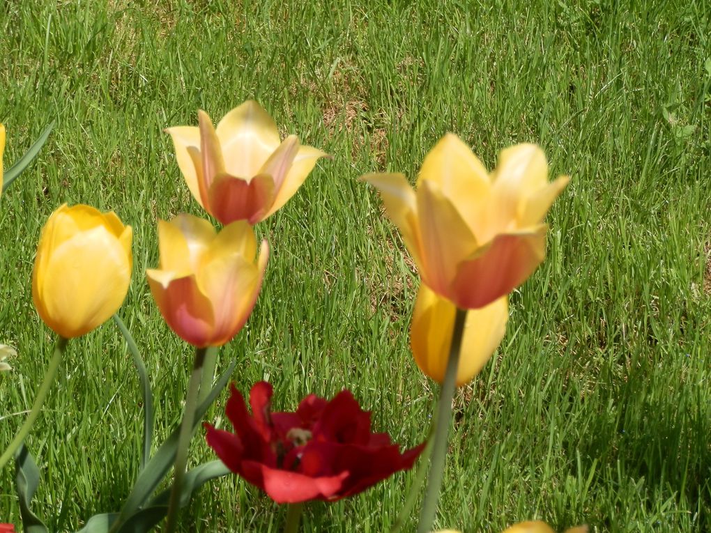 Mes tulipes